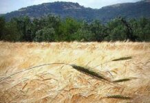 “Cereali e dintorni”. Clima e Guerre influenzano i mercati