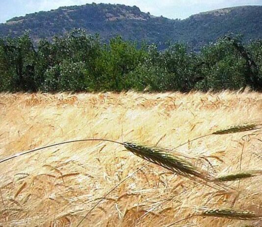 “Cereali e dintorni”. Clima e Guerre influenzano i mercati