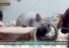 Pet News 9 luglio – Ricerca senza animali, l’Europa punta sui nuovi modelli scientifici –– (video)