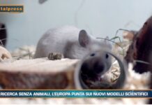 Pet News 9 luglio – Ricerca senza animali, l’Europa punta sui nuovi modelli scientifici –– (video)