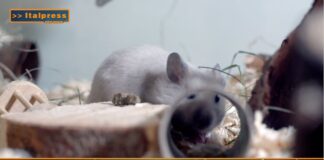 Pet News 9 luglio – Ricerca senza animali, l’Europa punta sui nuovi modelli scientifici –– (video)