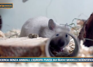 Pet News 9 luglio – Ricerca senza animali, l’Europa punta sui nuovi modelli scientifici –– (video)