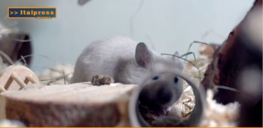 Pet News 9 luglio – Ricerca senza animali, l’Europa punta sui nuovi modelli scientifici –– (video)
