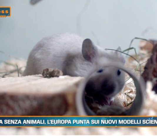 Pet News 9 luglio – Ricerca senza animali, l’Europa punta sui nuovi modelli scientifici –– (video)