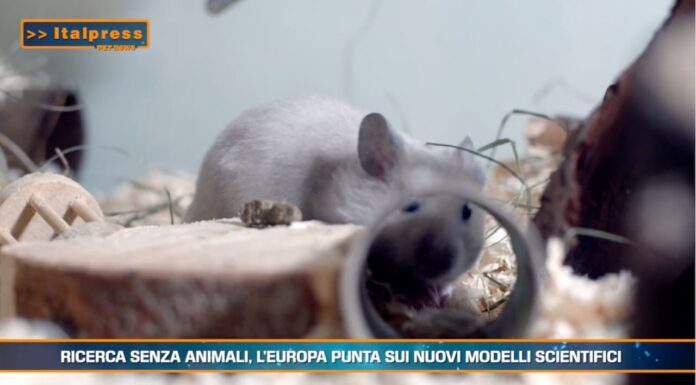 Pet News 9 luglio – Ricerca senza animali, l’Europa punta sui nuovi modelli scientifici –– (video)