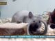 Pet News 9 luglio – Ricerca senza animali, l’Europa punta sui nuovi modelli scientifici –– (video)