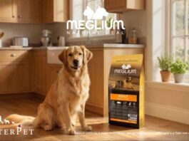 Consigli dal web per viaggiare in aereo con cani “importanti”