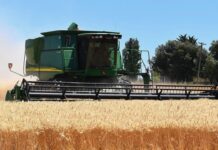 Cereali e dintorni”. Approvvigionamenti: attenzione alle settimane 33 – 34.
