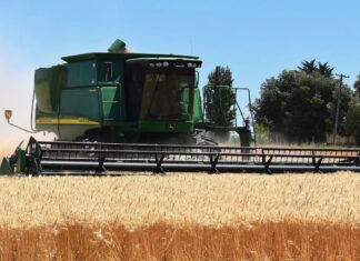 Cereali e dintorni”. Approvvigionamenti: attenzione alle settimane 33 – 34.