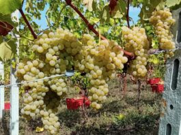 Nobili spa news. Settembre in campo e cantina.