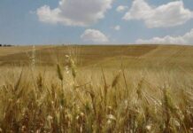 “Cereali e dintorni”. Agosto con rialzi inattesi