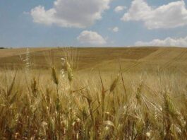 “Cereali e dintorni”. Agosto con rialzi inattesi