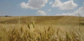 “Cereali e dintorni”. Agosto con rialzi inattesi