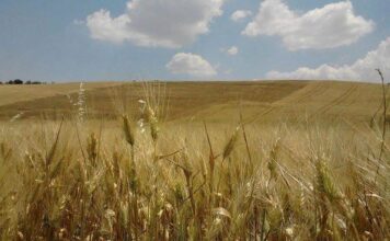 “Cereali e dintorni”. Agosto con rialzi inattesi