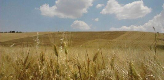“Cereali e dintorni”. Agosto con rialzi inattesi