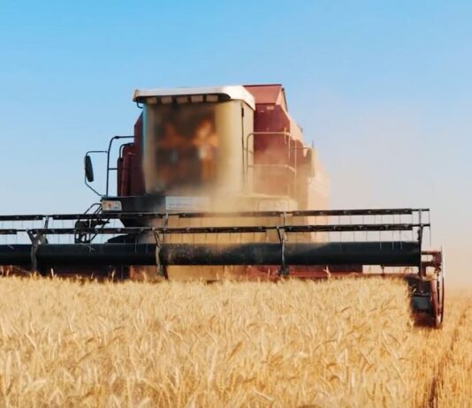 “Cereali e dintorni”. Quotazioni estere in rialzo.