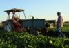 COPROB Italia Zuccheri guarda alla prossima campagna: l’obiettivo è tornare a lavorare con due zuccherifici