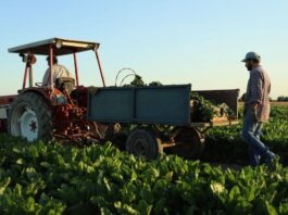 COPROB Italia Zuccheri guarda alla prossima campagna: l’obiettivo è tornare a lavorare con due zuccherifici