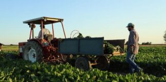 COPROB Italia Zuccheri guarda alla prossima campagna: l’obiettivo è tornare a lavorare con due zuccherifici