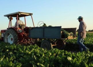 COPROB Italia Zuccheri guarda alla prossima campagna: l’obiettivo è tornare a lavorare con due zuccherifici