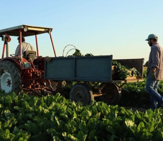 COPROB Italia Zuccheri guarda alla prossima campagna: l’obiettivo è tornare a lavorare con due zuccherifici
