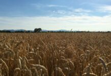 Associazione Granaria Milano. – Sintesi 40-41esima settimana