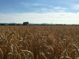 Associazione Granaria Milano. – Sintesi 40-41esima settimana