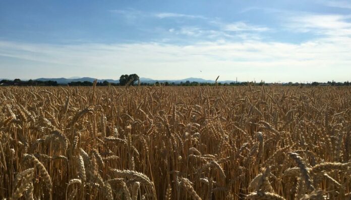campo di frumento LGC